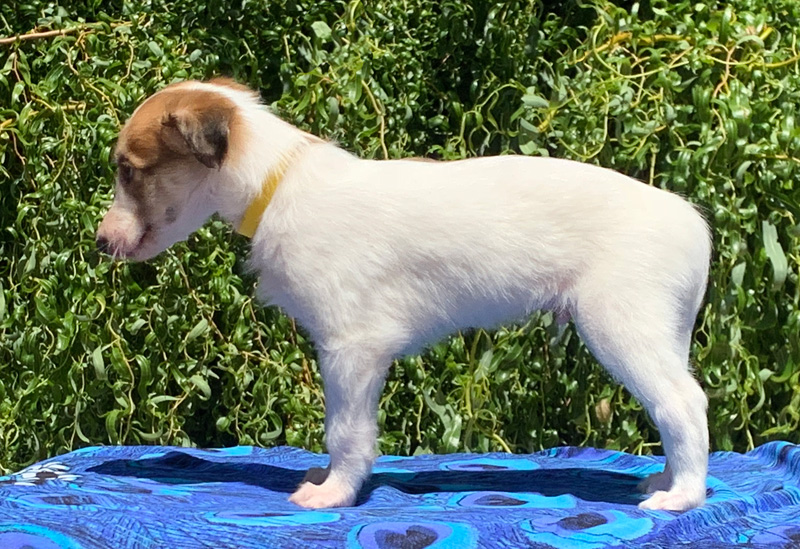 5 weeks - Boy 5 left